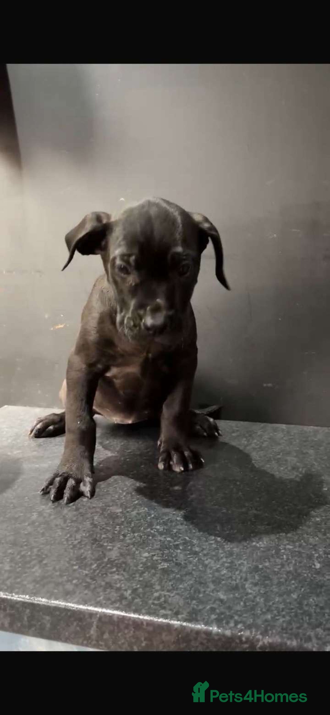 Presa Canario dogs for sale: Presa pups  - Image 5