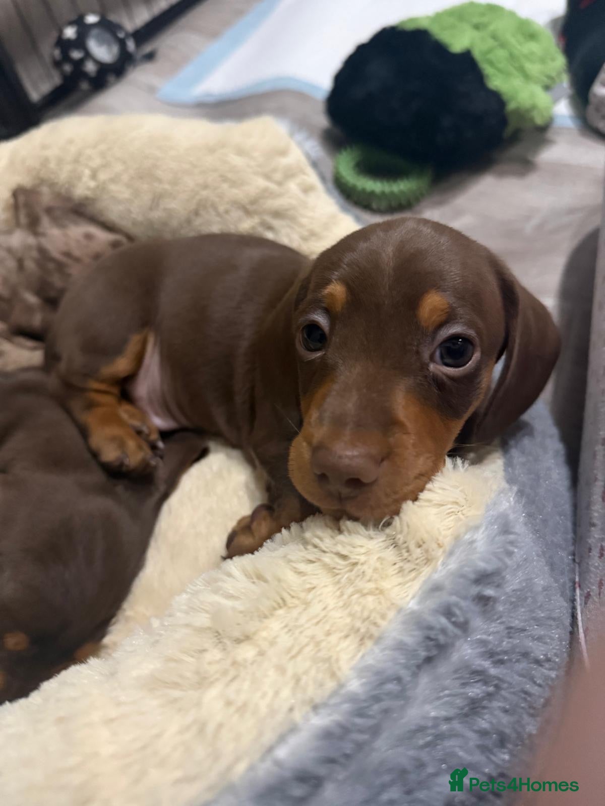 Miniature Dachshund dogs Kc reg miniature dachshund  - Advert 21