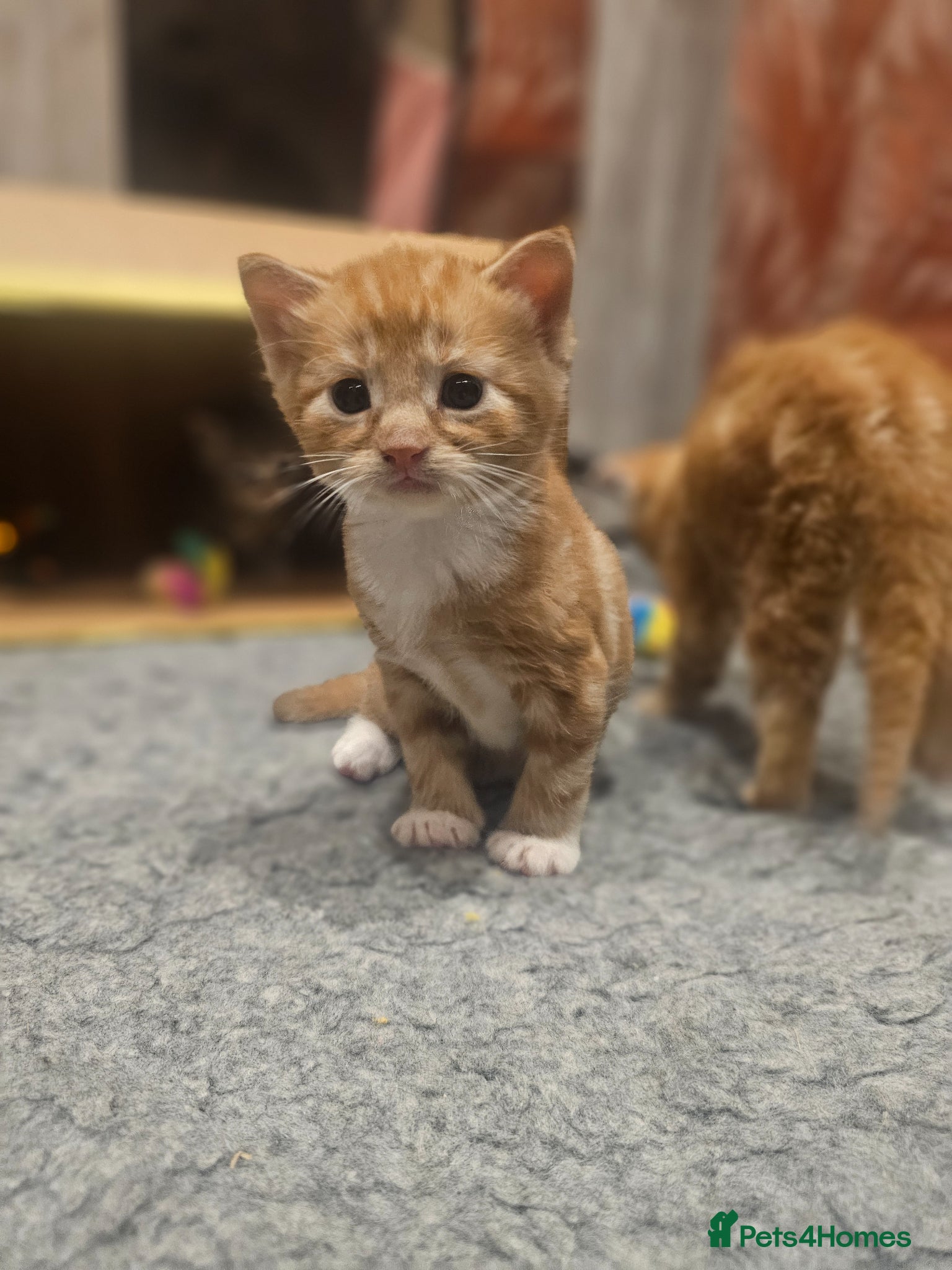 Ginger and white boy