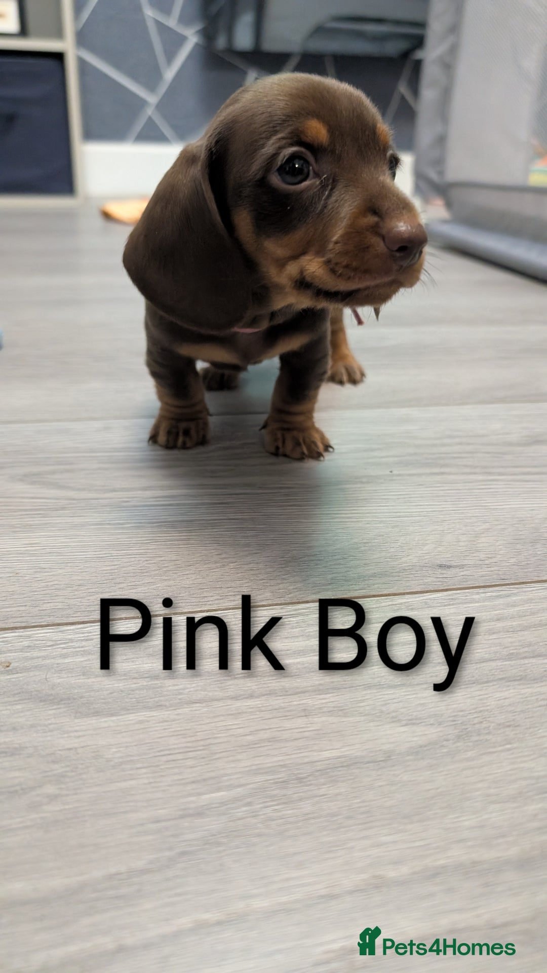 Miniature Dachshund dogs for sale: KC Reg miniature smooth hair daschund boy pups - Advert 17