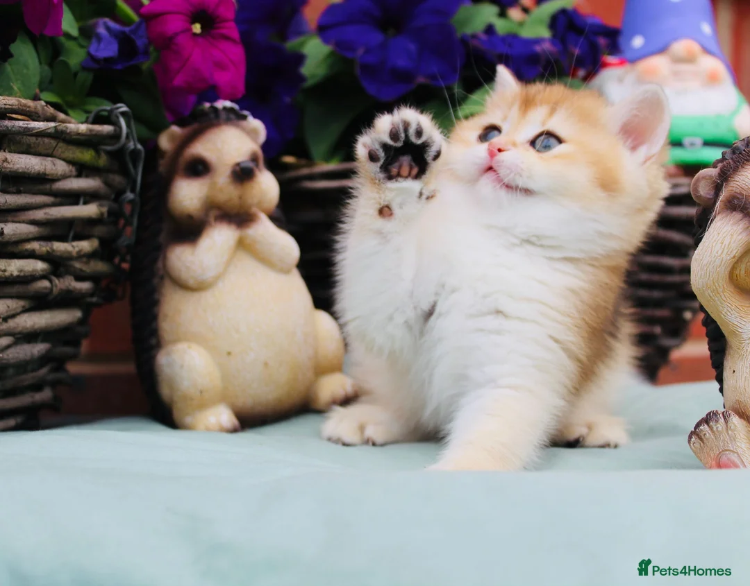 British Longhair cats for stud: Import PEDIGREE British Longhair for stud in Ивсхам - Advert 7