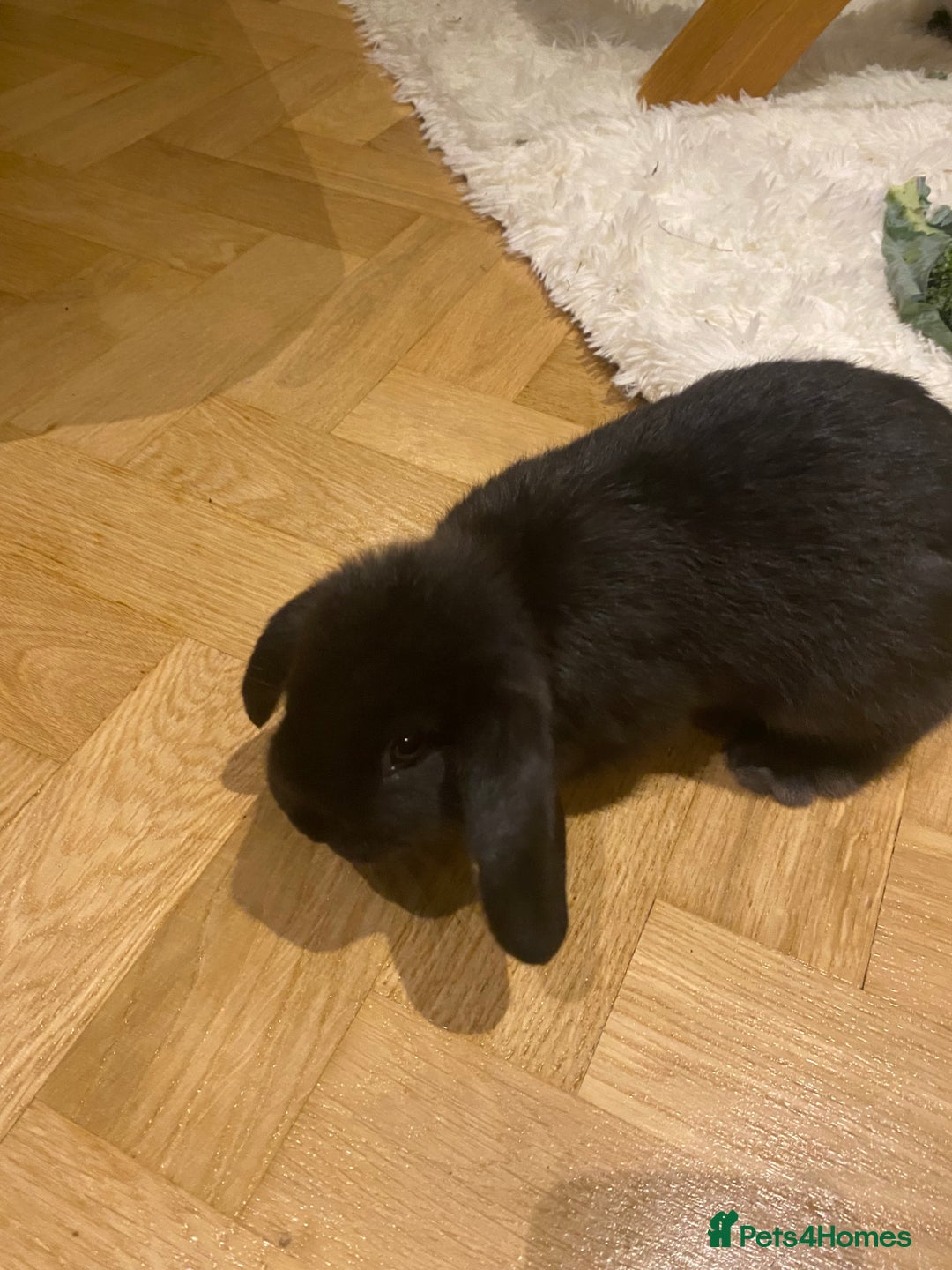 Mini Lop rabbits for sale: Two black mini lops - Image 7