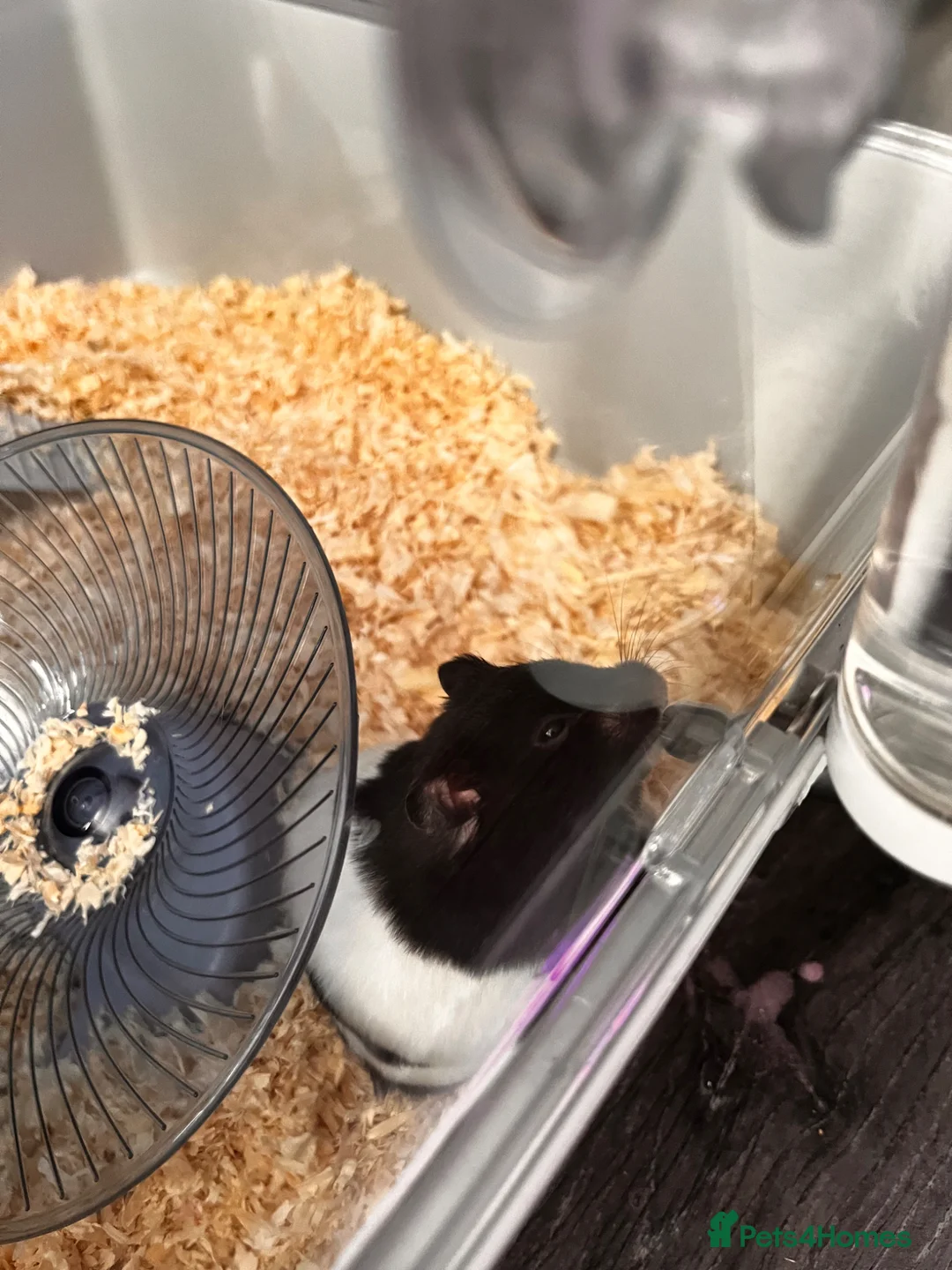 Hamster rodents for sale: Biggie the hamster in London - Advert 1