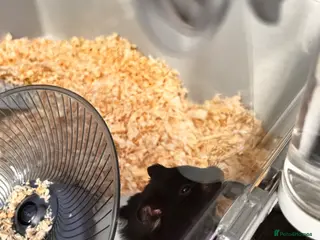 Hamster rodents Biggie the hamster - Advert 1