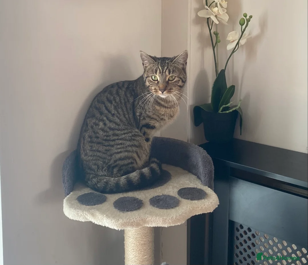 Mixed Breed cats for sale: Loving Kitten - Advert 2