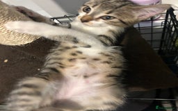 British Shorthair cats for sale: One female kitten for sale - Advert 20