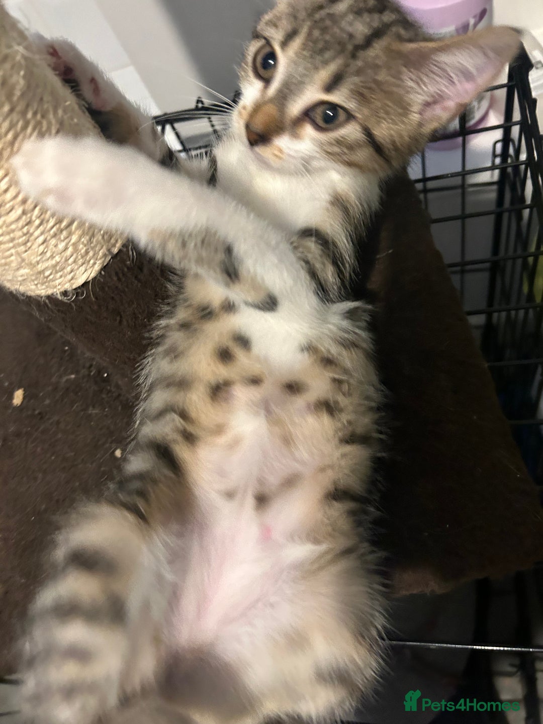 British Shorthair cats for sale: One female kitten for sale - Advert 20