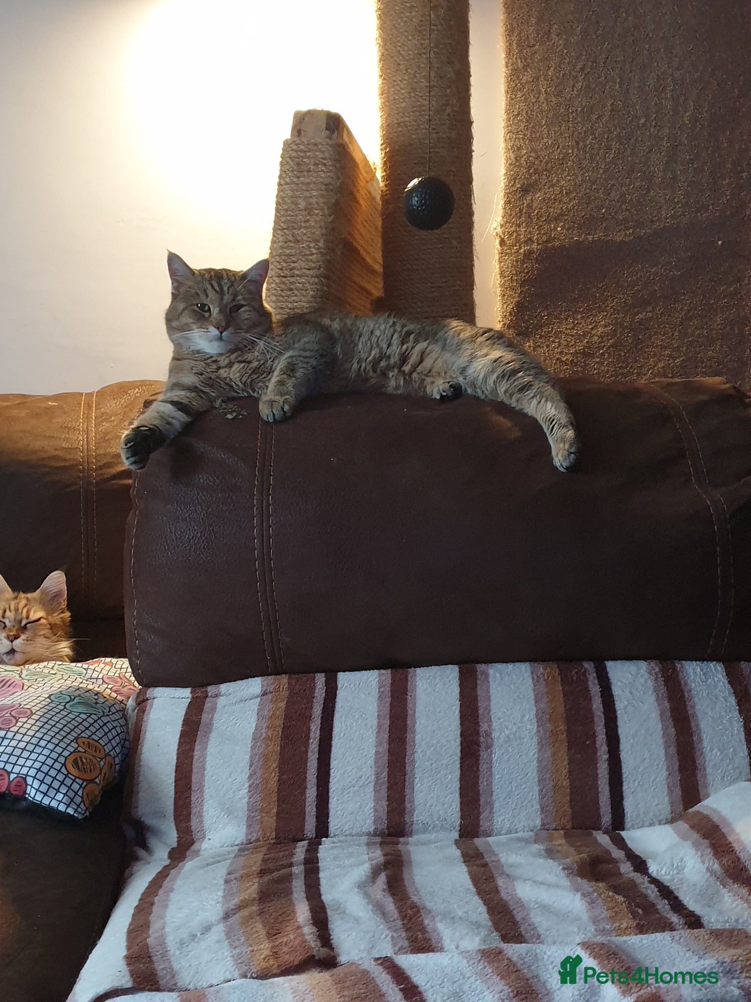 Pixie Bob cats Pedigree Pixie Bob for stud - Advert 3