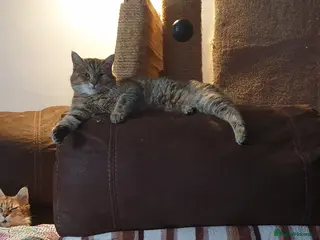 Pixie Bob cats Pedigree Pixie Bob for stud - Advert 3