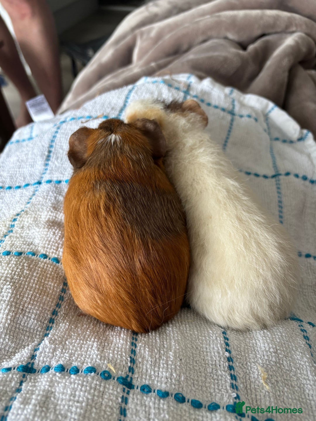 Guinea Pig rodents for sale: 2 Female Guinea Pigs With Cage - Image 2