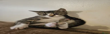 Mixed Breed Kitten 2