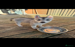 Siberian Husky dogs for sale: 9 Week Old Female Siberian Husky Puppy - Image 1