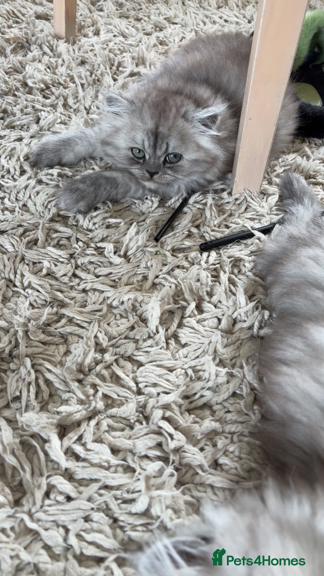 Persian cats for sale: Purrrfect Persians 😻😻😻 - Image 17