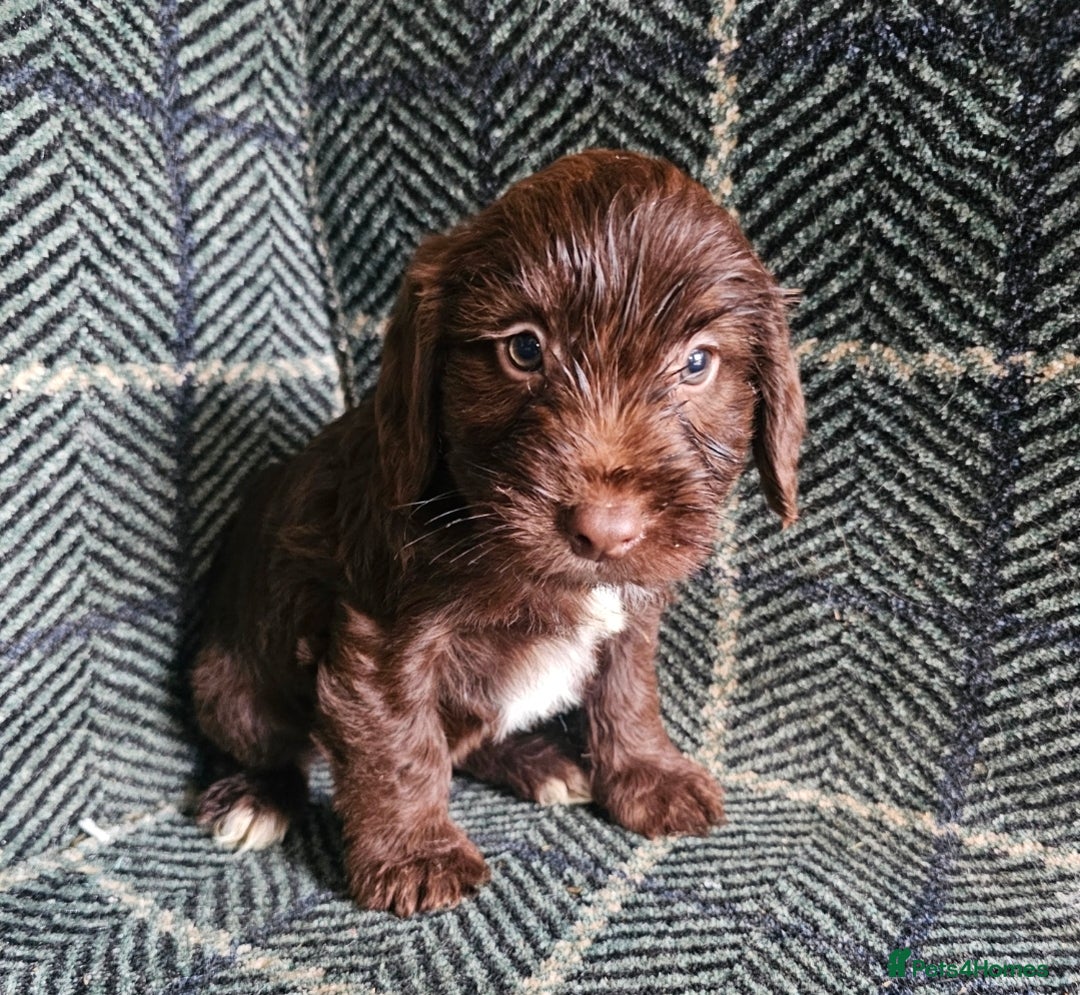 Cockapoo dogs for sale: Cockerapoo puppies F1 - Advert 4