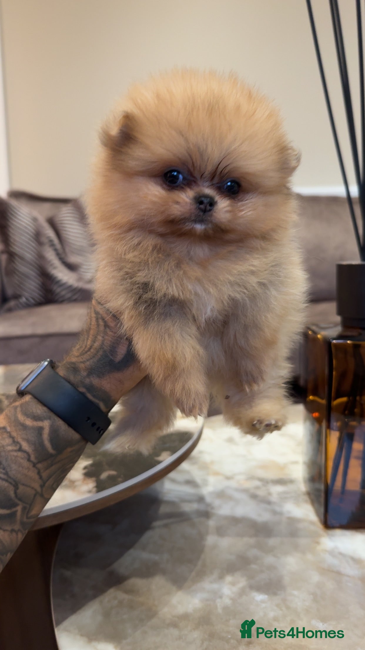 Pomeranian dogs Teddy faced GIRL 🎀💖 - Advert 2