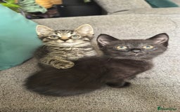 Mixed Breed cats for sale: Stunning kittens (3) - Image 16