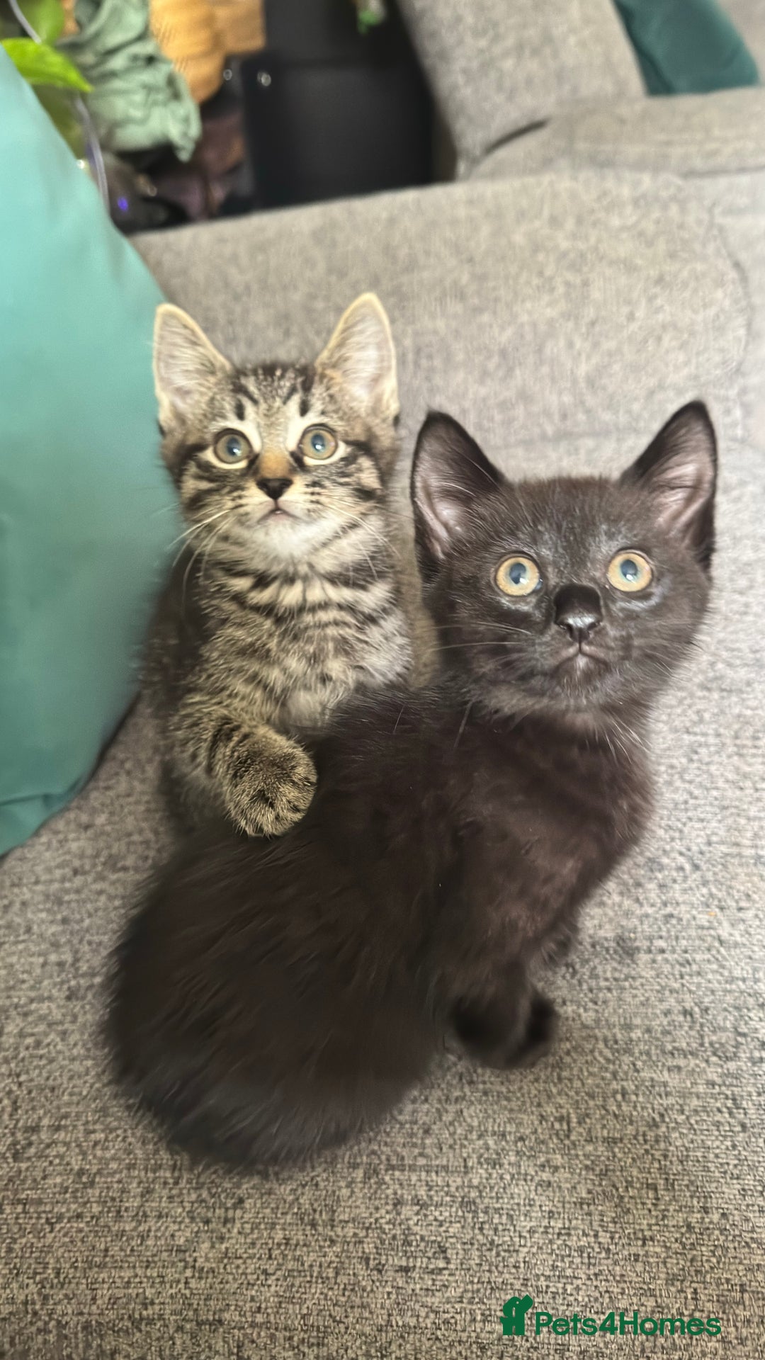 Mixed Breed cats for sale: Stunning kittens (3) - Image 16