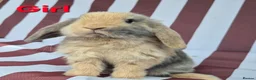 Mini Lop rabbits for sale: Mini lops does and bucks ready to leave Monday  - Advert 1