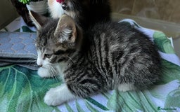 Bengal cats for sale: 2Beautiful kittens Left - Image 18