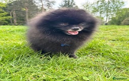 Pomeranian dogs for sale: Beautiful teddy bear( Russian). - Image 7