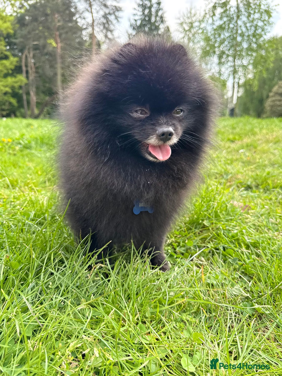 Pomeranian dogs for sale: Beautiful teddy bear( Russian). - Image 7