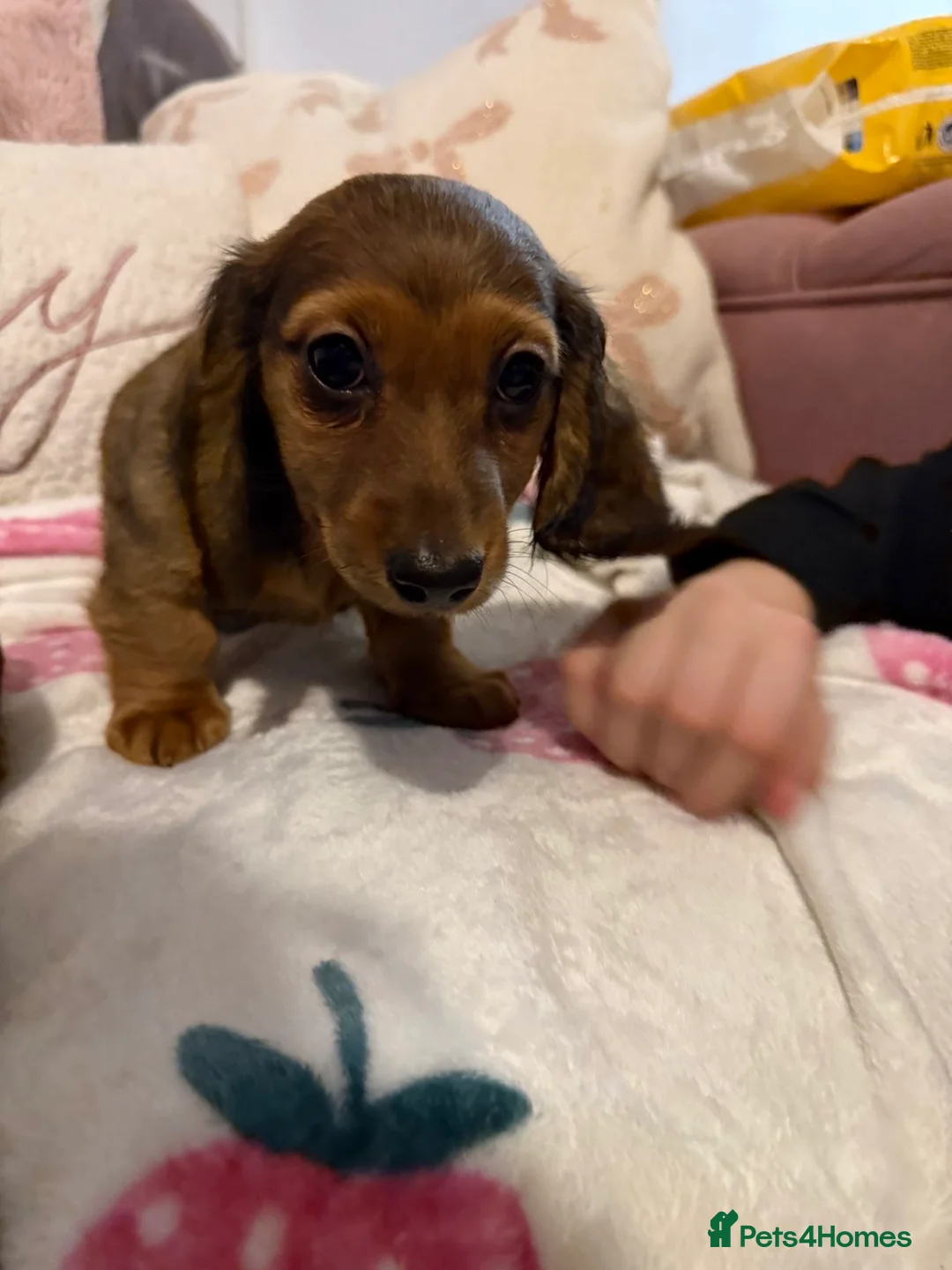 Dachshund dogs for sale: Dachshund puppies  in Sandbach - Advert 8