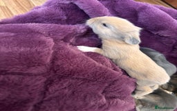 Mini Lion Lop rabbits for sale: Mini lion lops  - Image 12
