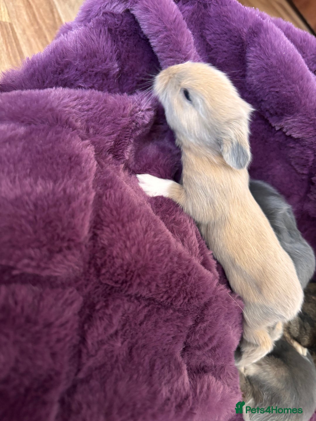 Mini Lion Lop rabbits for sale: Mini lion lops  - Image 12