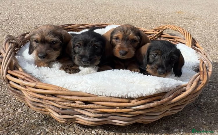 Dachshund dogs - Advert 14