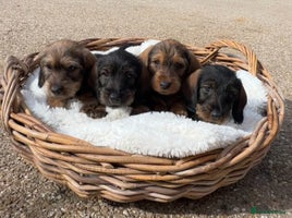 Dachshund dogs - Advert 10