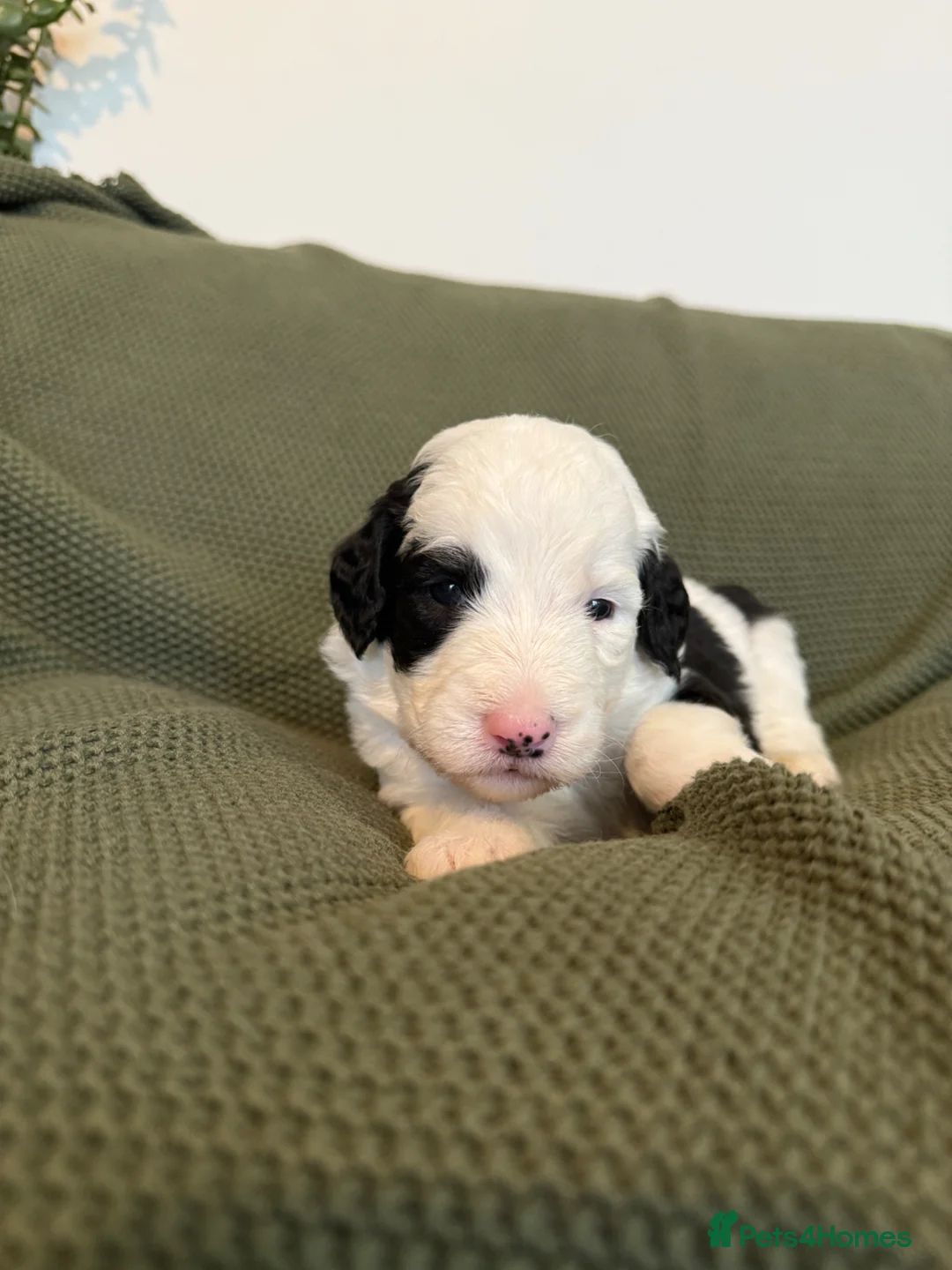 Sheepadoodle dogs for sale: Lovely litter of F1 Sheepadoodles - Advert 14