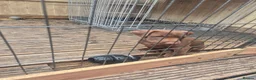 Patterdale Terrier dogs for sale: Patterdale pups for sale  - Advert 6