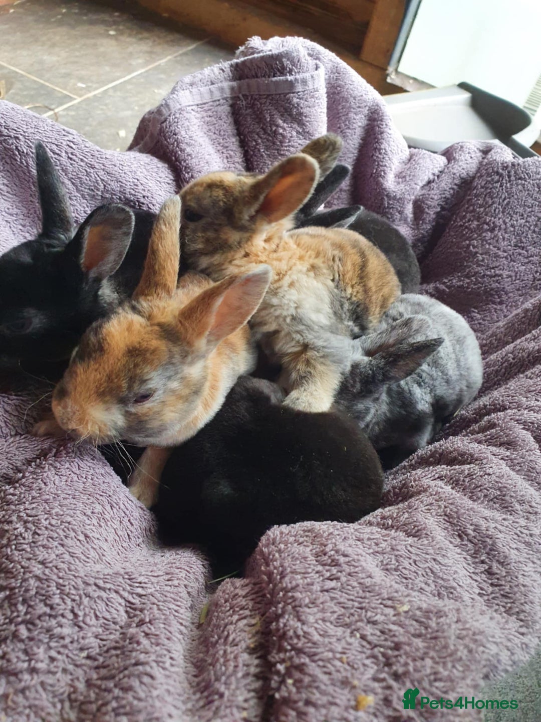 Rex rabbits for sale: Pure Rex Rabbits  - Image 2
