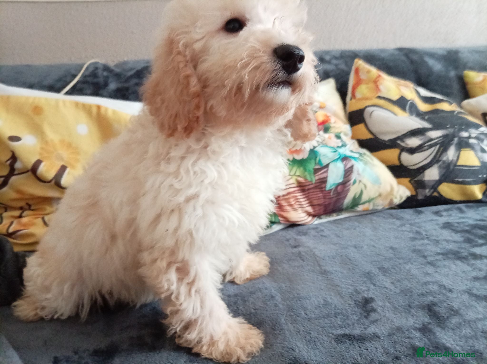 Miniature Poodle dogs Lovely mini poodles ready to go now only 3 boy  - Advert 1