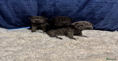 Shar Pei dogs - Advert 2