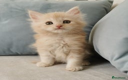Maine Coon cats for sale: Big Chunky Maine Coon Kittens - Image 14