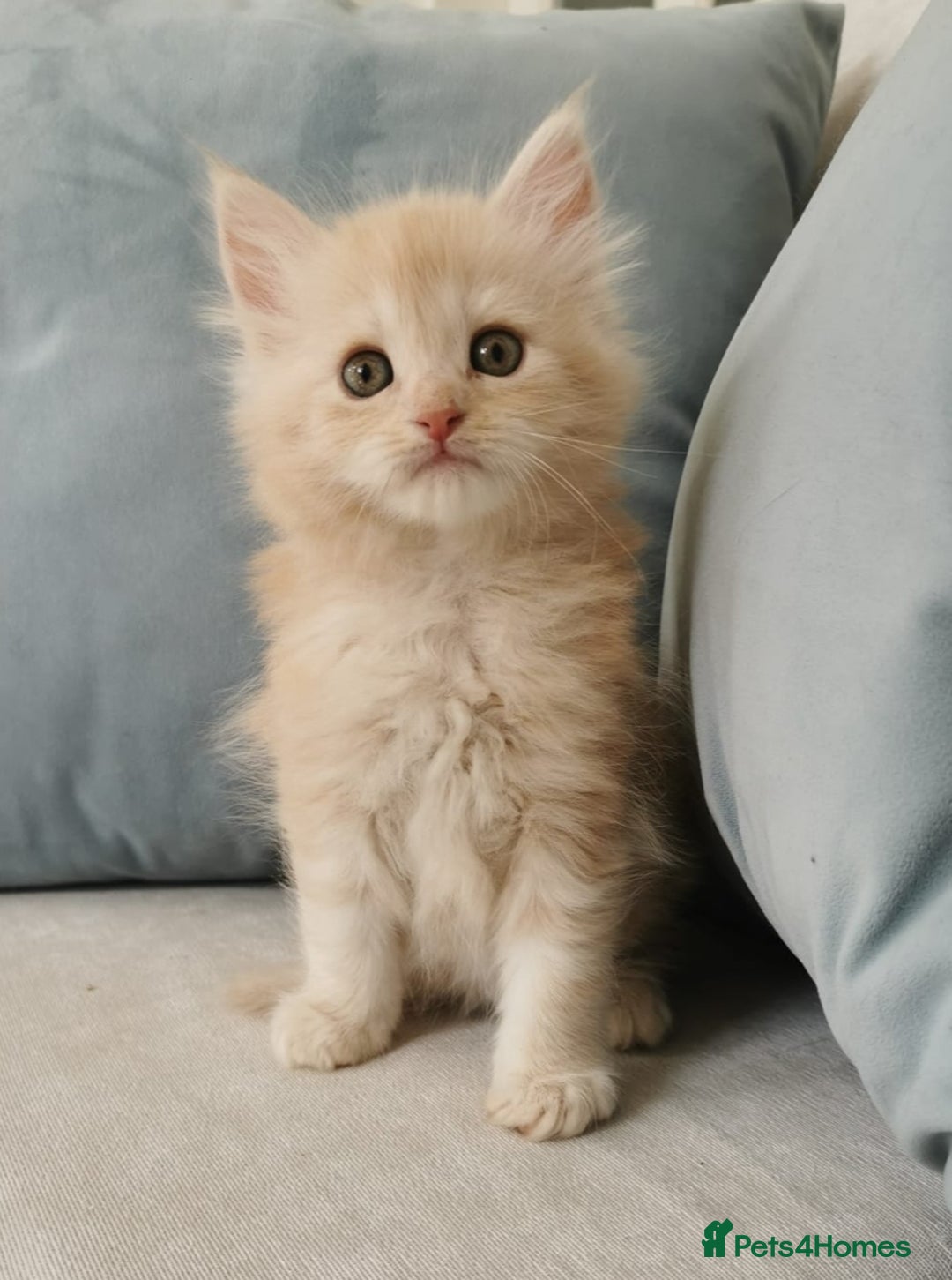 Maine Coon cats for sale: Big Chunky Maine Coon Kittens - Image 14