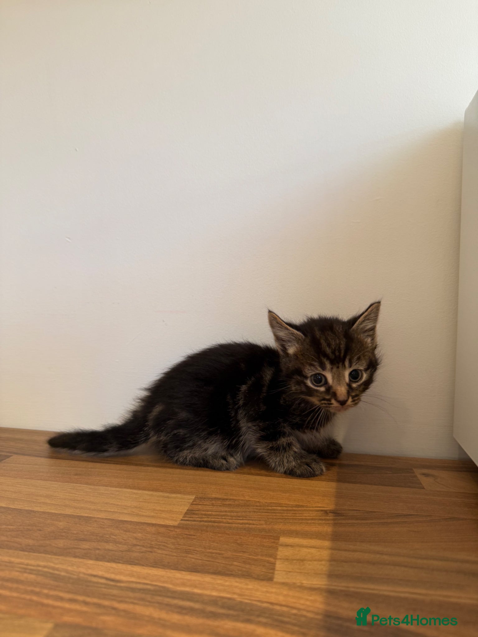Mixed Breed cats 2 Adorable Mixed Breed Kittens  - Advert 9