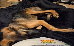 Mixed Breed dogs for sale: 3 dogs for sale - Image 3