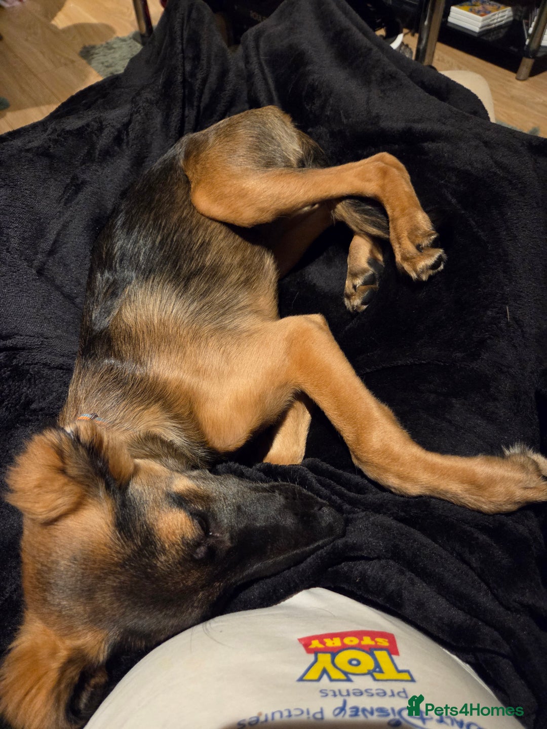 Mixed Breed dogs for sale: 3 dogs for sale - Image 3