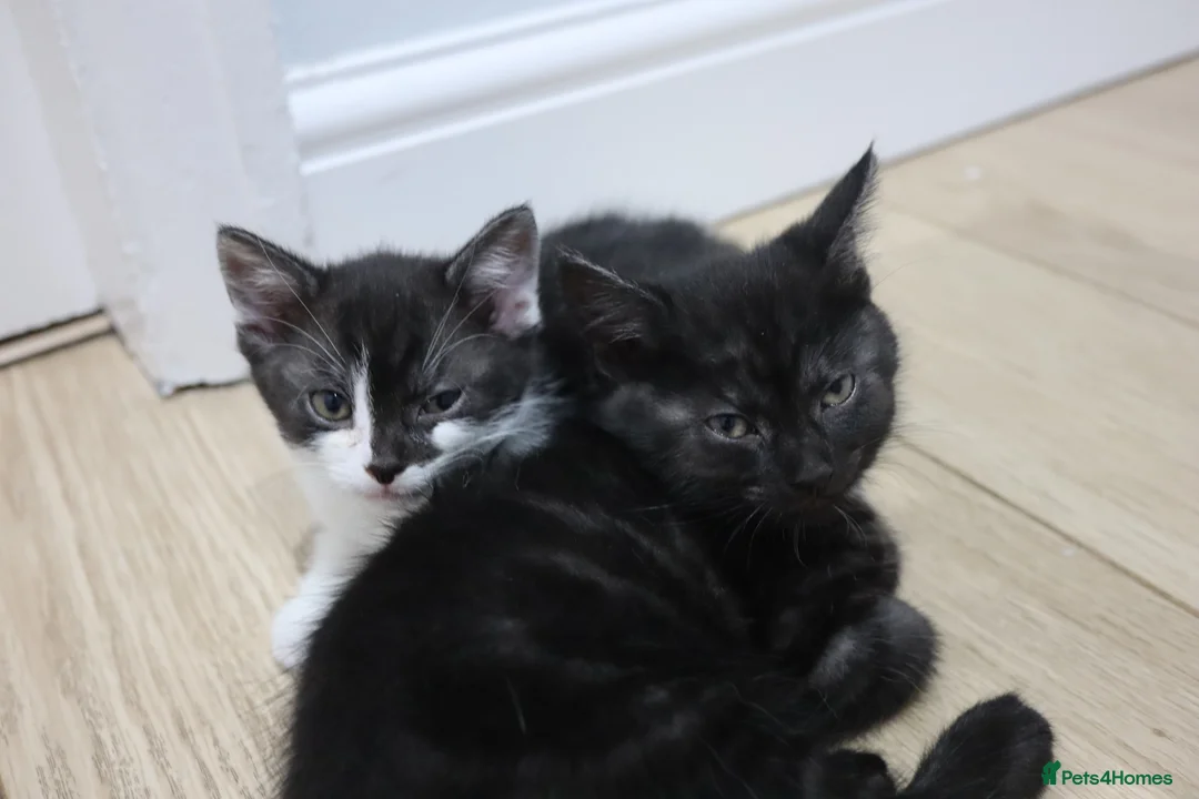Domestic Shorthair cats for sale: Four beautiful kittens remaining - Advert 19