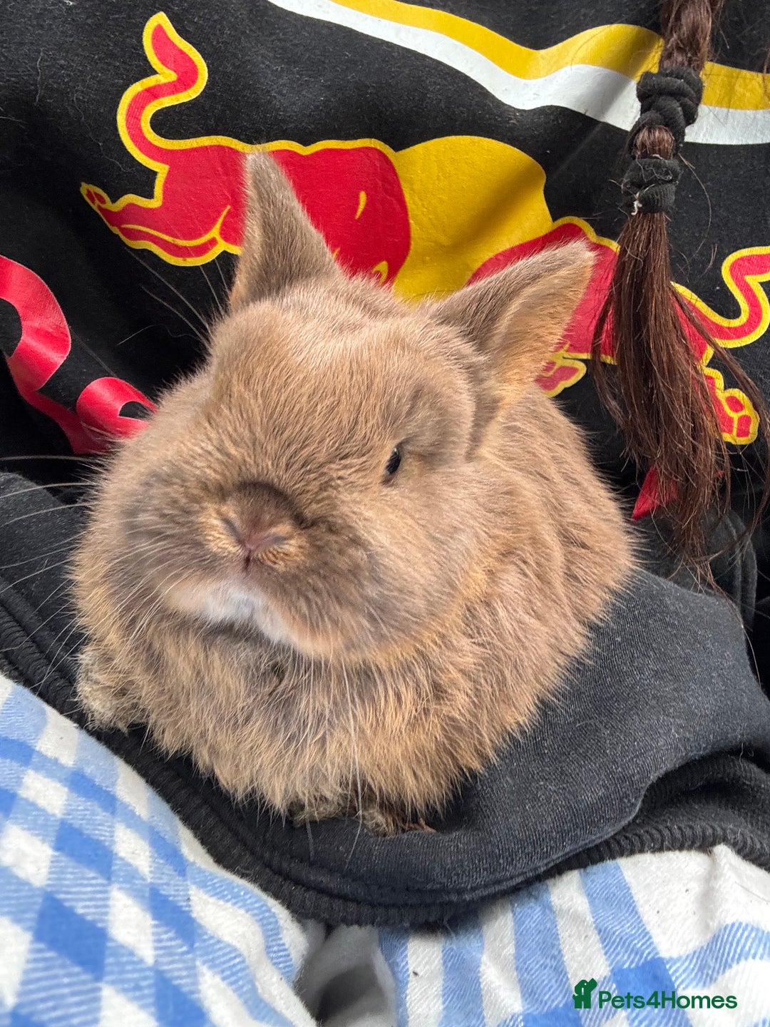 Mixed Breed rabbits for sale: 3 Baby Bunnies - Ready for their forever home! - Advert 9