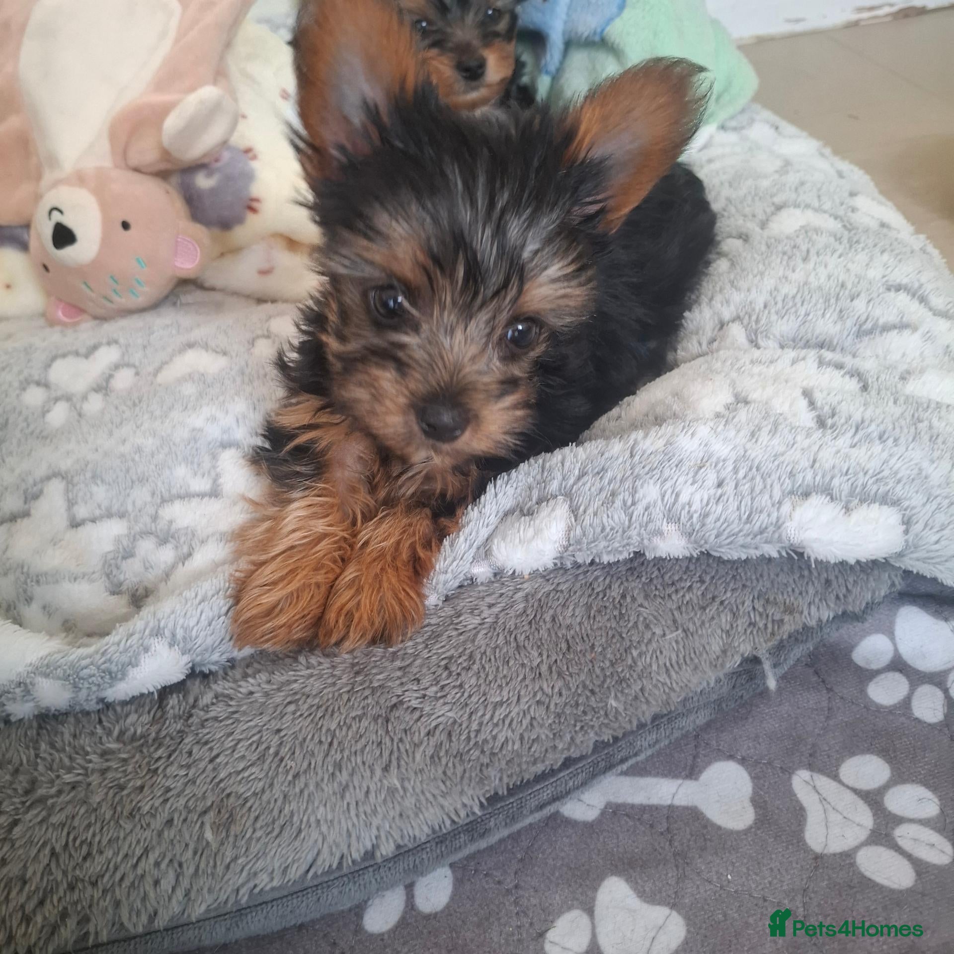 Yorkshire Terrier dogs Charming Yorkshire Terrier Puppies - Advert 1