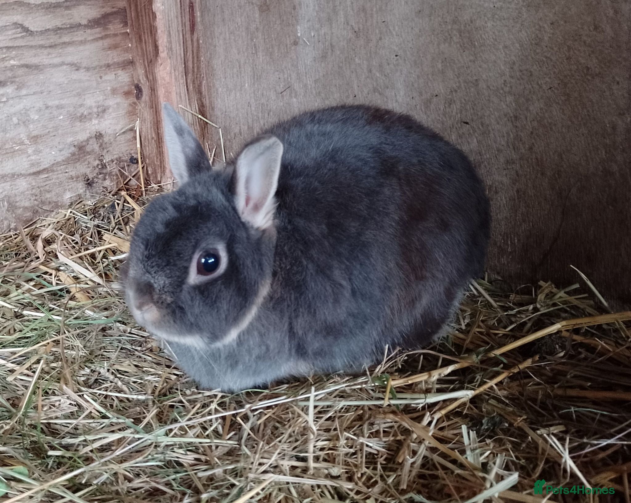 Netherland Dwarf rabbits minilop and netherland dwarf does - Advert 2
