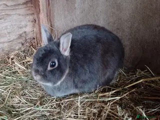 Netherland Dwarf rabbits minilop and netherland dwarf does - Advert 2