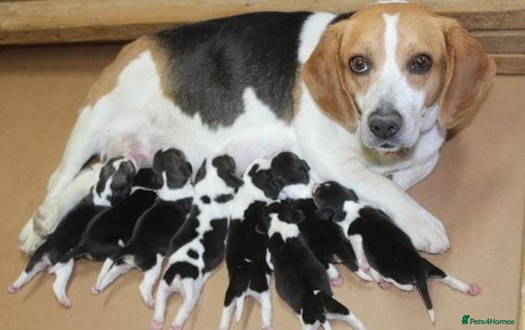 Beagle dogs for sale: Tri colour beagle puppies - Advert 8