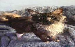 Maine Coon cats for sale: Handsome Maine Coon Male - Image 1