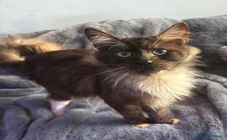 Maine Coon cats - Advert 3