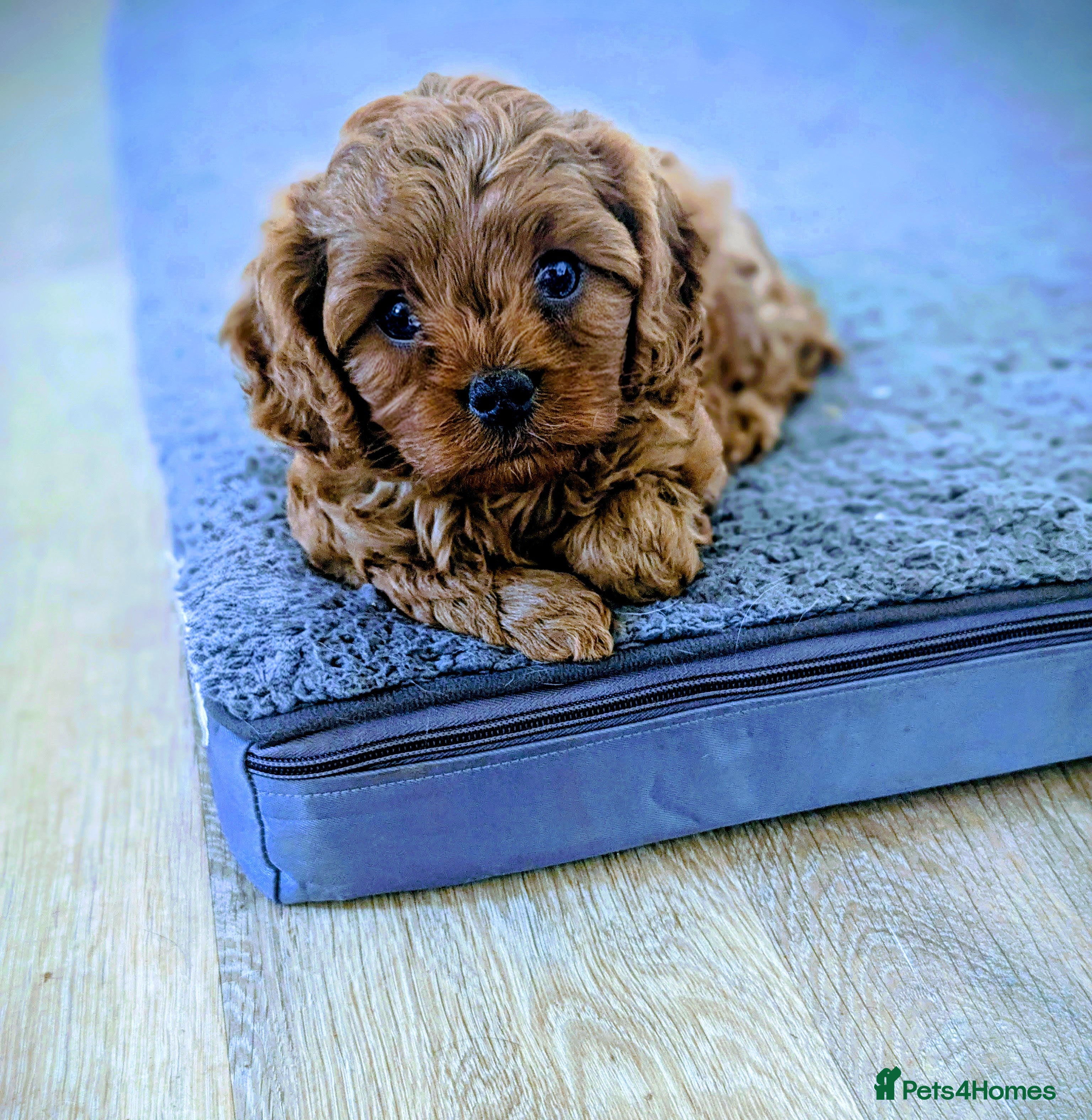 Cavapoo dogs F1 Extensively health tested Cavapoo puppies  - Advert 2