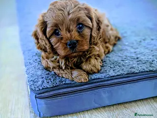 Cavapoo dogs F1 Extensively health tested Cavapoo puppies - Advert 1